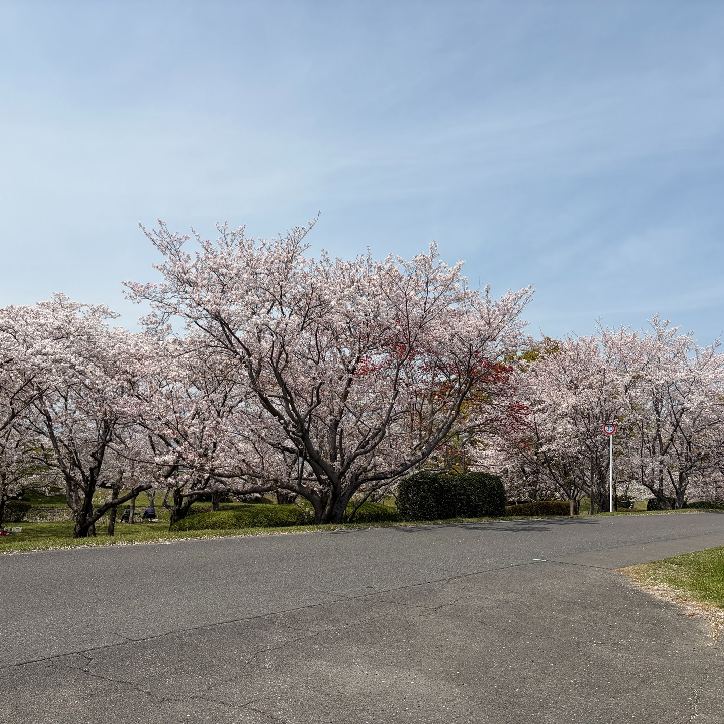 今日は天気も良く、多布施川沿いはさくらが満開です